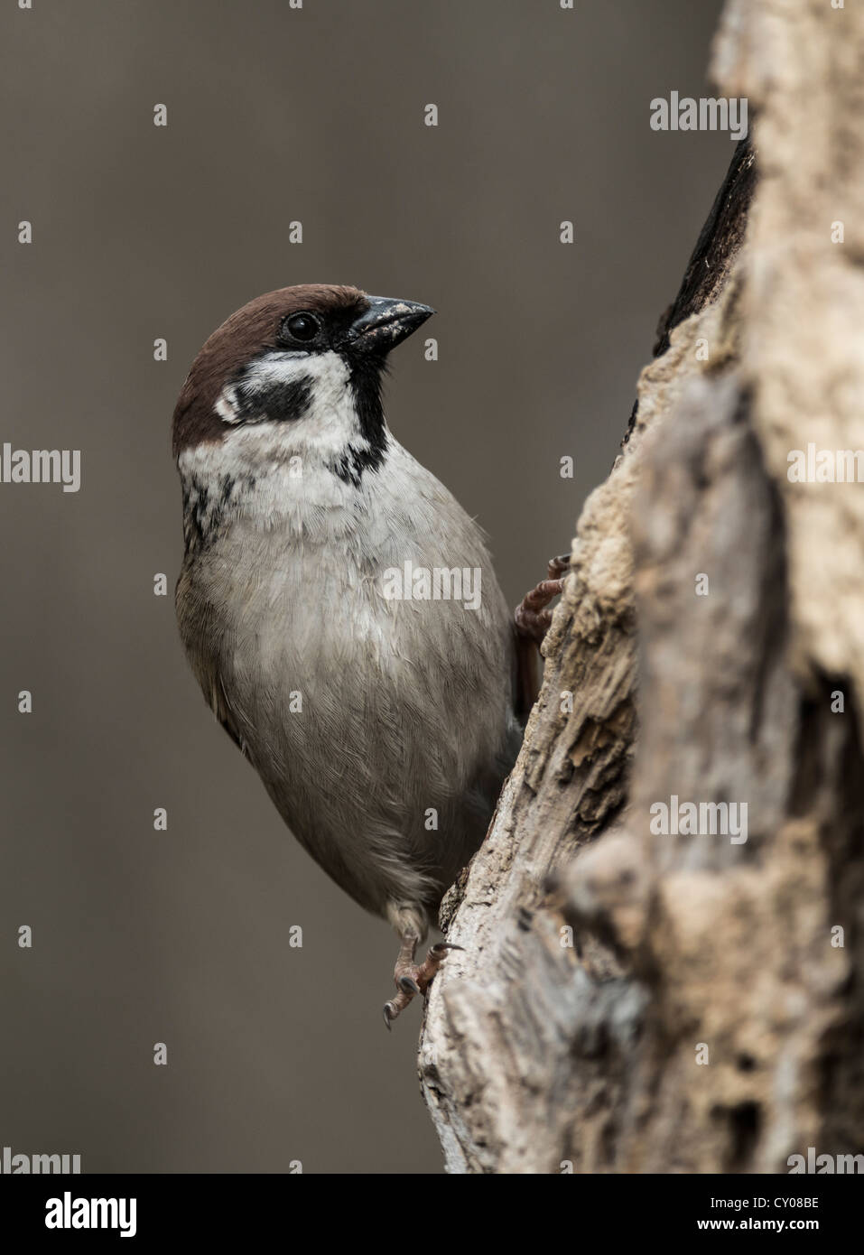Eurasian Tree Sparrow (Passer montanus), Hebertshausen, Bavaria Stock Photo