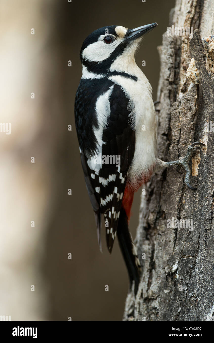 Great Spotted Woodpecker or Greater Spotted Woodpecker (Dendrocopos major), Hebertshausen, Bavaria Stock Photo