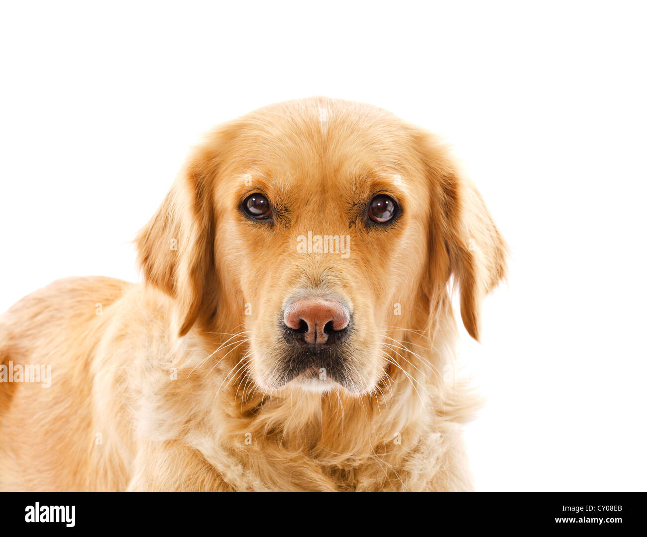 closeup on sad face expression of golden retriever dog over white