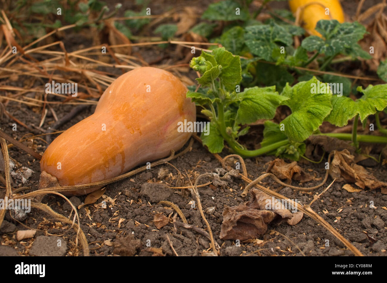 Rustic autumn still life with pumpkins on old wood Stock Photo - Alamy