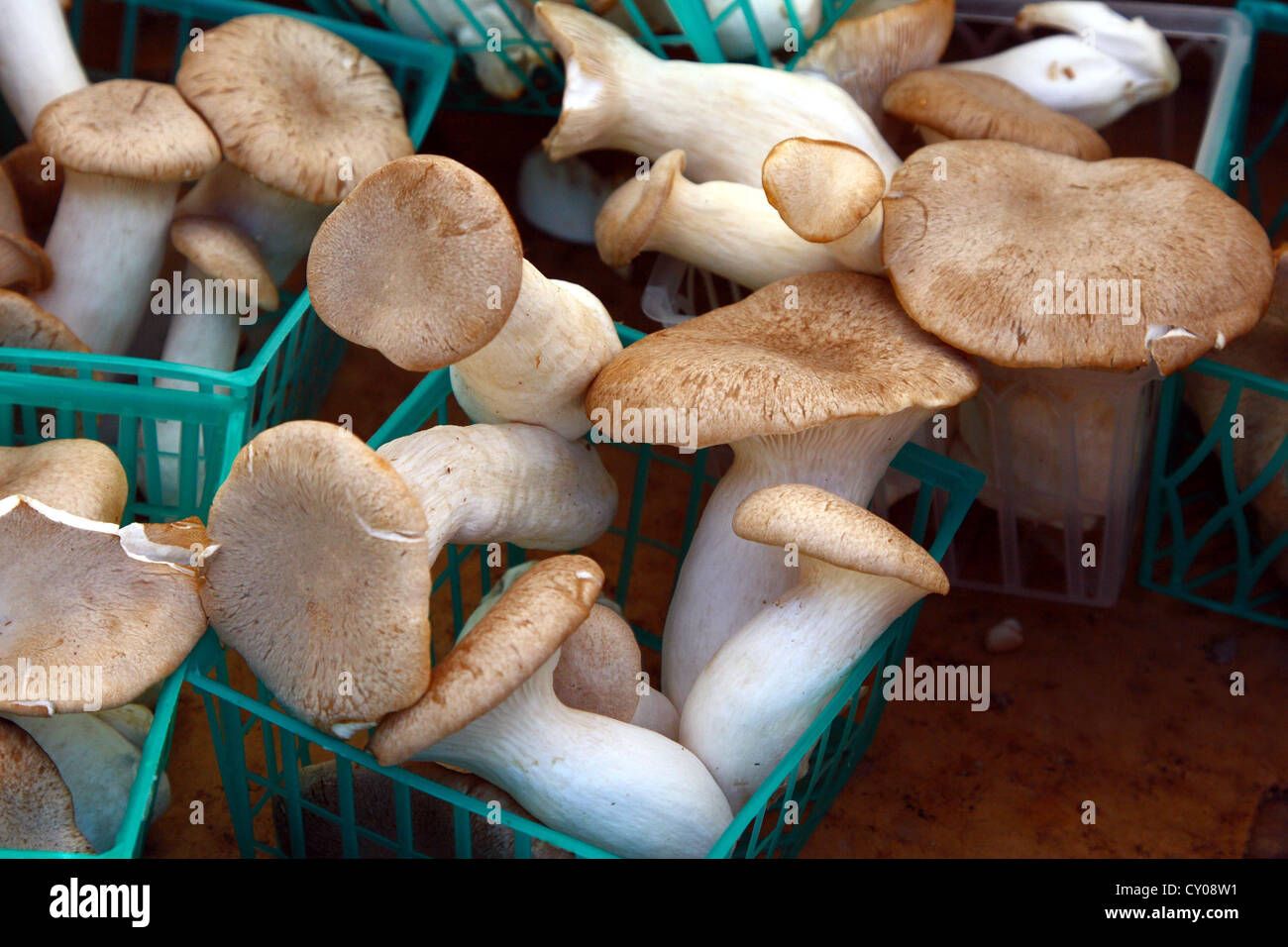 Xing Bao Gu High Resolution Stock Photography And Images Alamy