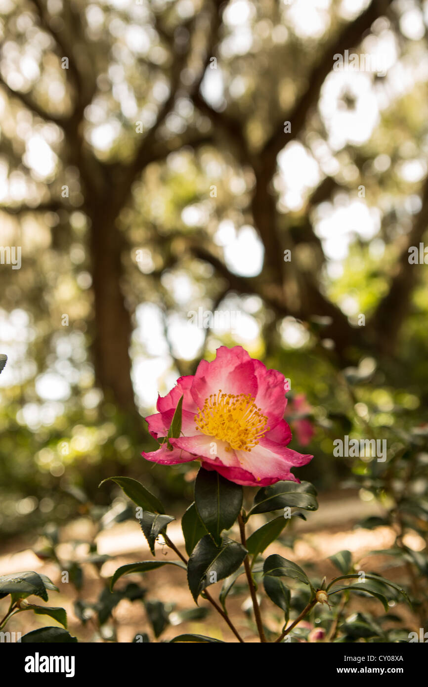 A camellia blooms among live oak trees with spanish moss at Honey Horn