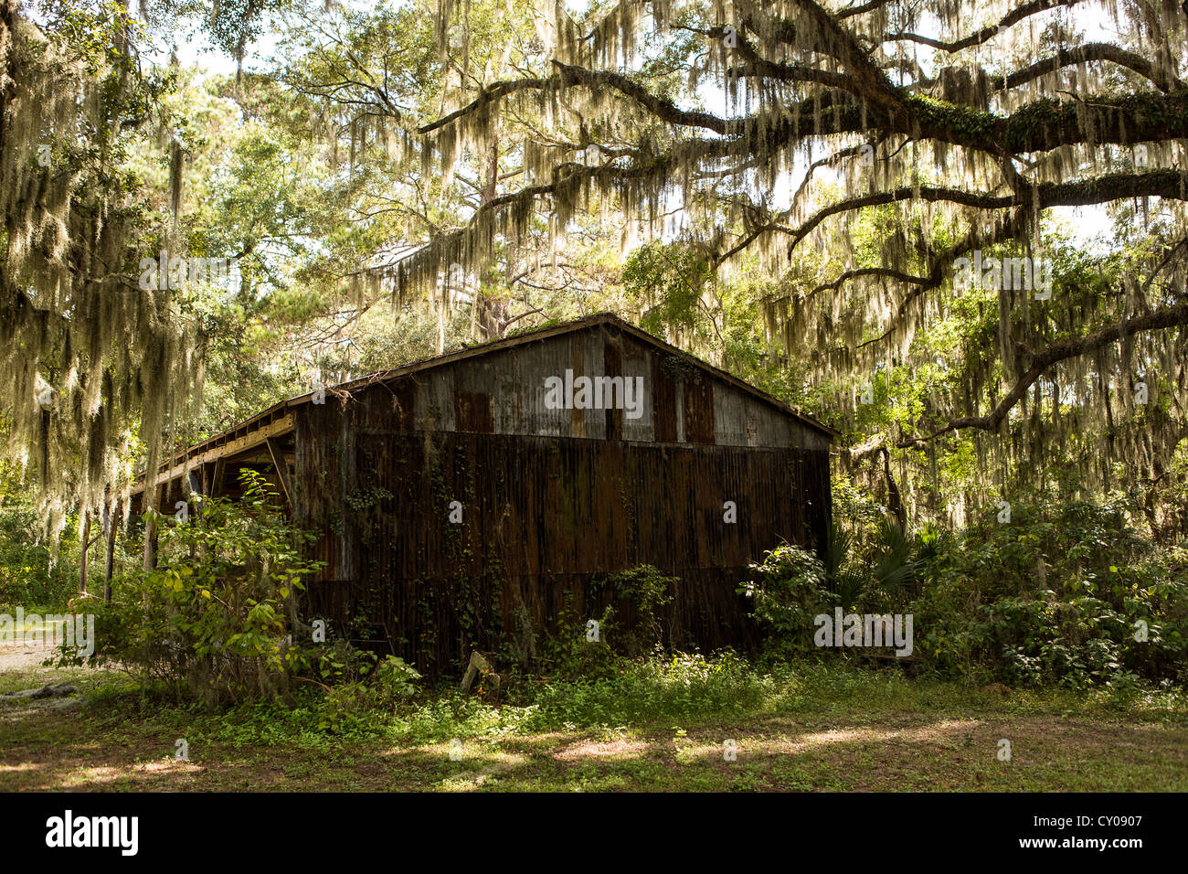 An old shed among live oak trees with spanish moss at Honey Horn