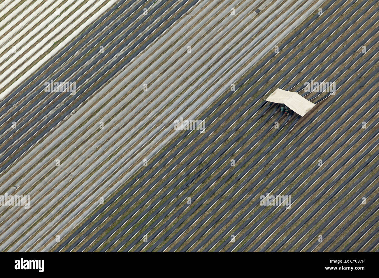 Aerial view, mechanical harvesting of asparagus, asparagus field on Hafenstrasse street, Waltrop, Ruhr area Stock Photo