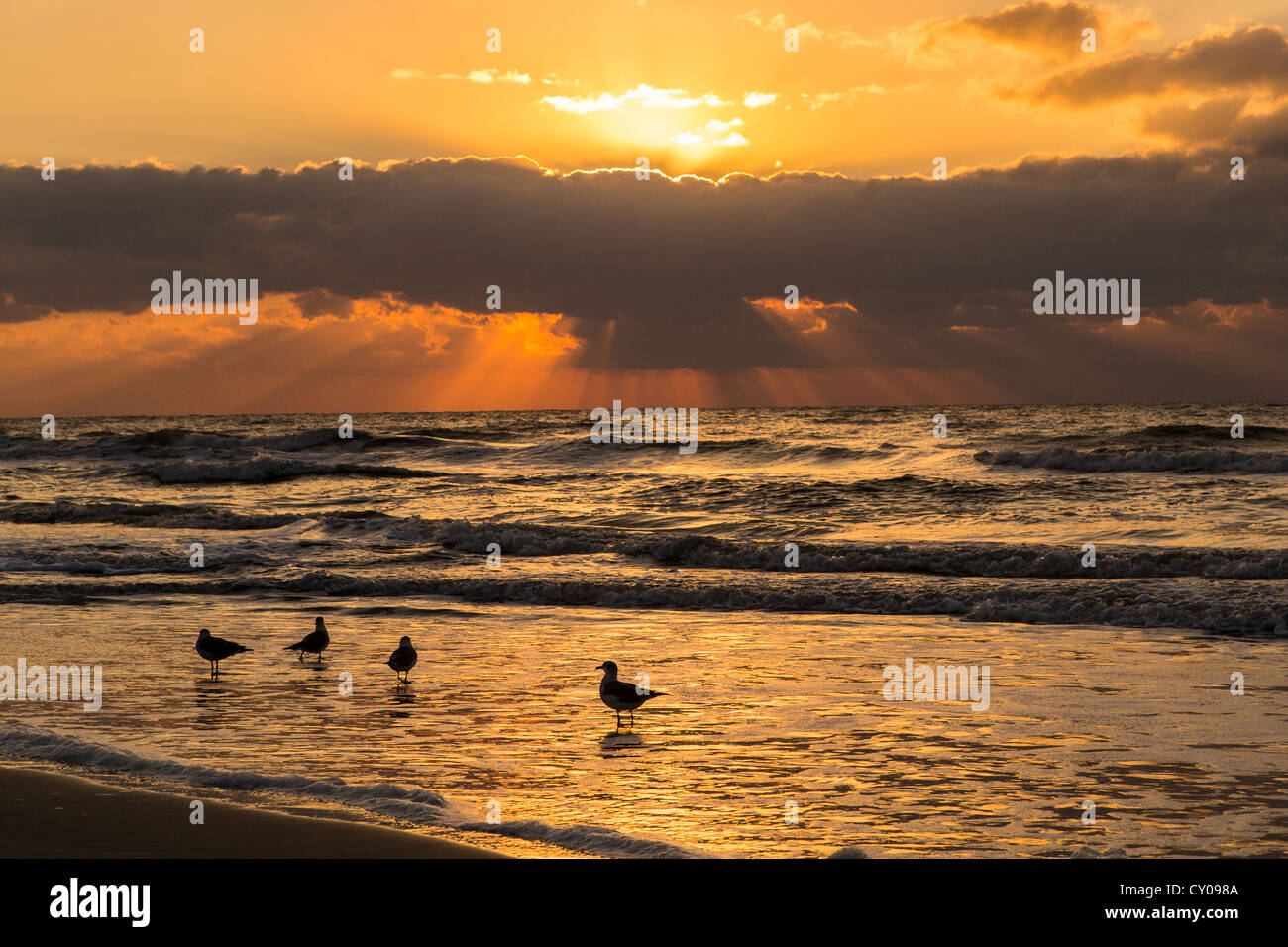 Sunrise at the beach on Hilton Head Island, SC Stock Photo Alamy