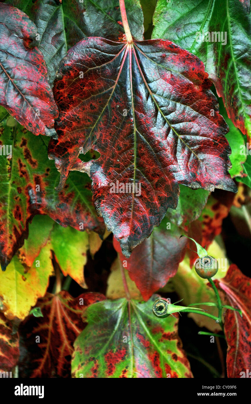 Wind autumn uk leaves hi-res stock photography and images - Alamy