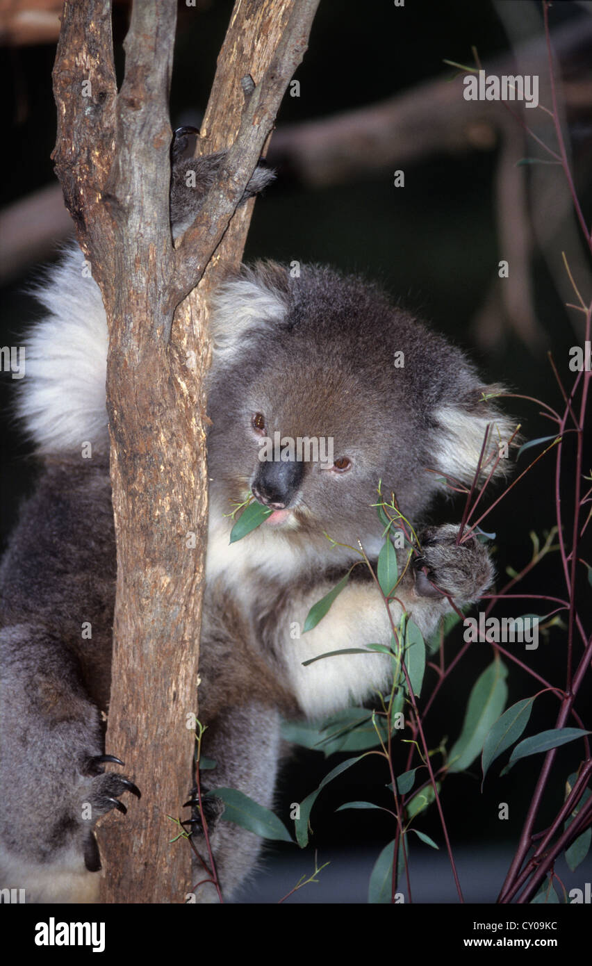Wildlife, Australian, Kuala on Eucalyptus tree. Stock Photo