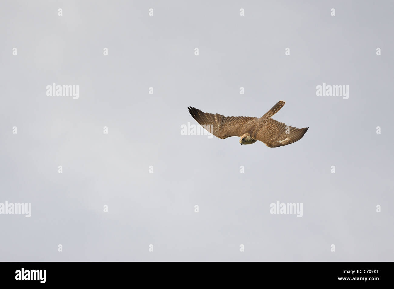 Flight of the Falcon,falco cherrug,Falconry Harz,Saxony Anhalt,Germany. Stock Photo