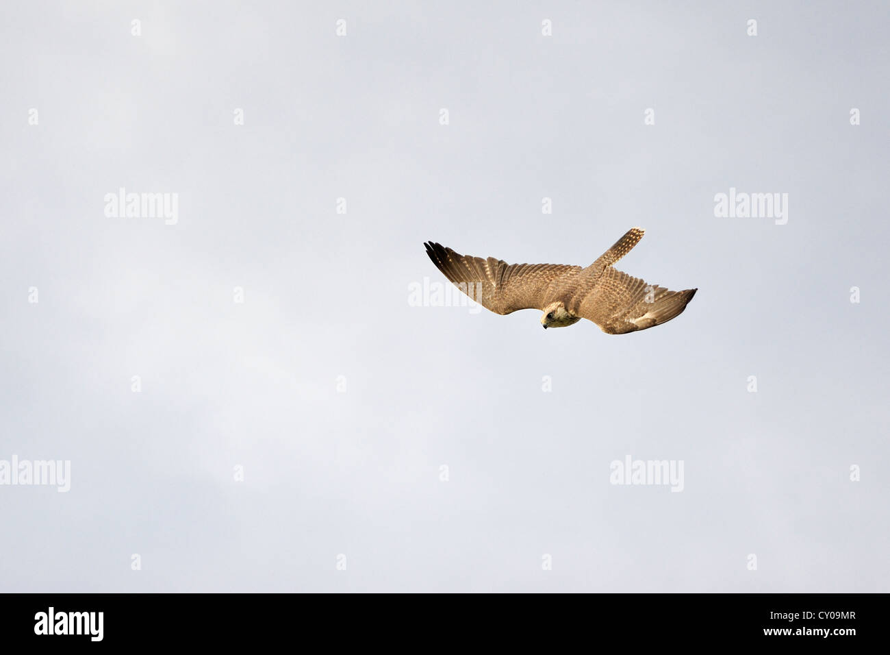 Flight of the Falcon,falco cherrug,Falconry Harz,Saxony Anhalt,Germany. Stock Photo