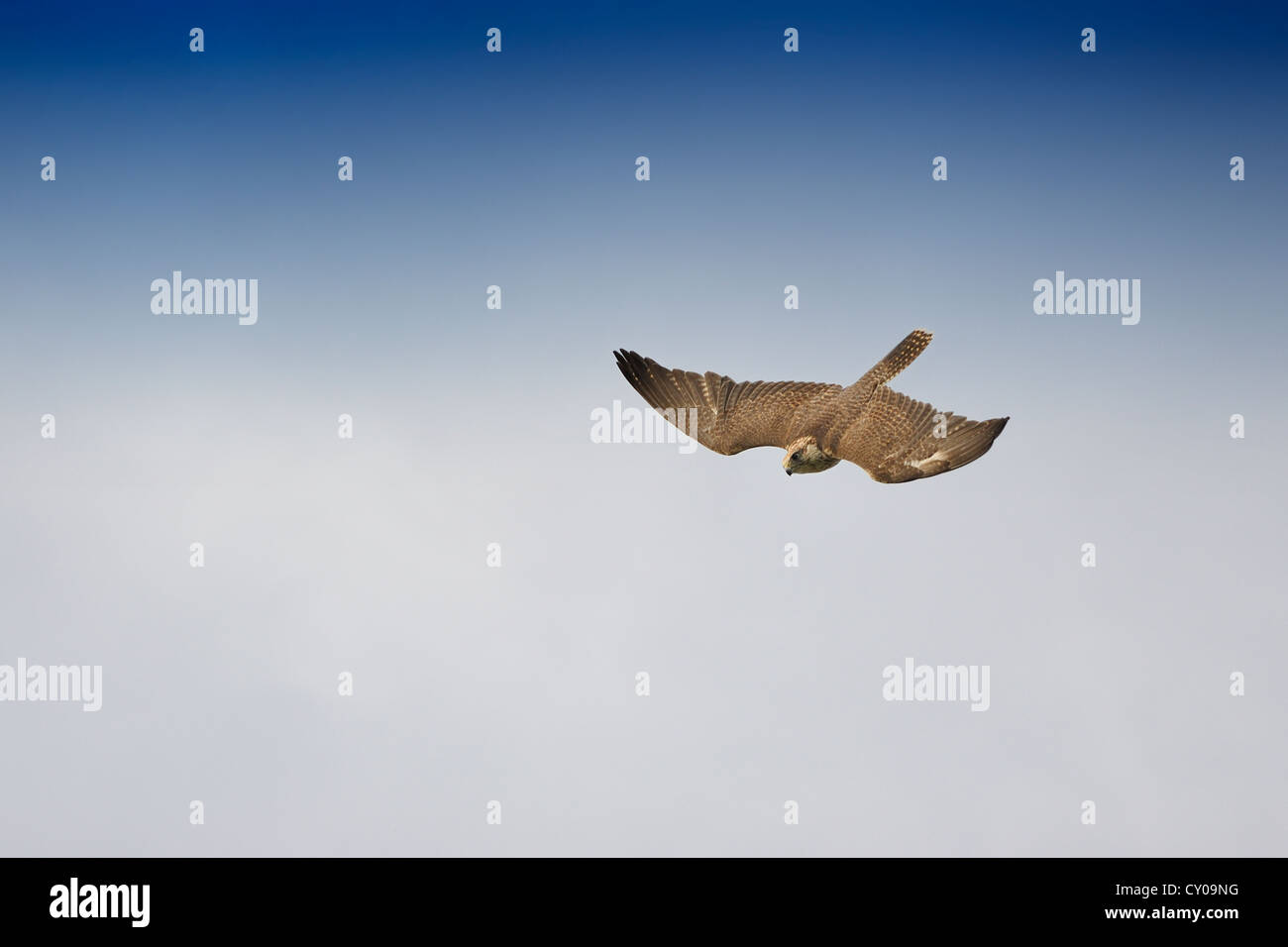 Flight of the Falcon,falco cherrug,Falconry Harz,Saxony Anhalt,Germany. Stock Photo