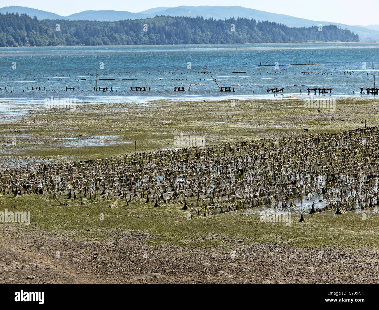 mud flats at low tide revealing oyster beds Willipa Bay Washington State Stock Photo