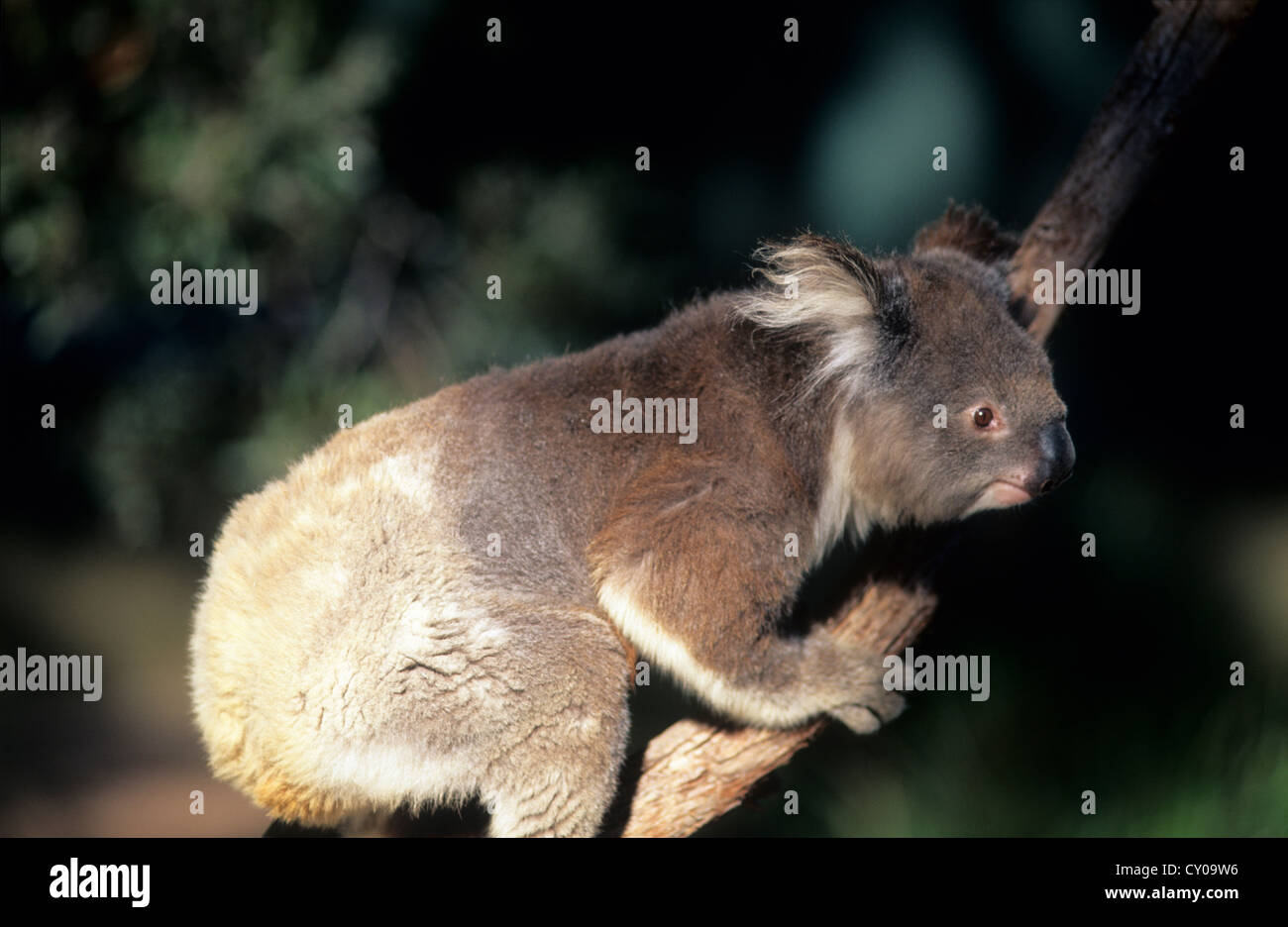 Australia, native wildlife, Kuala on tree. Stock Photo