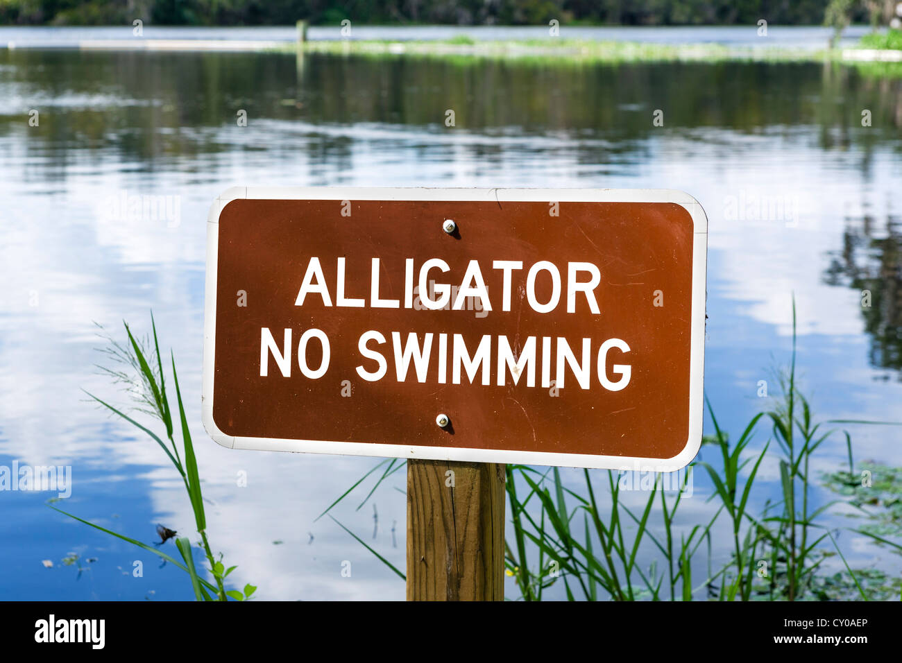 No Swimming because of Alligators sign, Blue Spring Run, St Johns River, Blue Spring State Park, Florida, USA Stock Photo