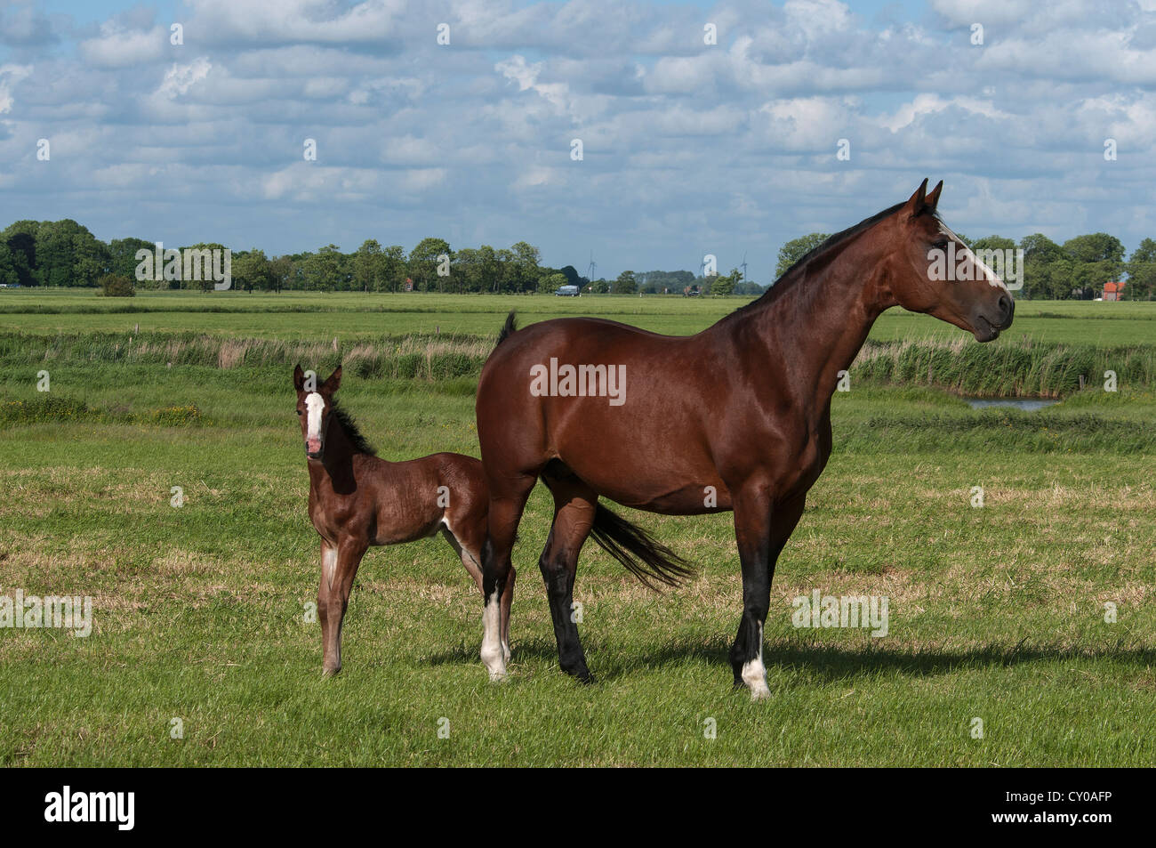 Bay mare with a foal on a pasture, East Frisia, Lower Saxony Stock Photo