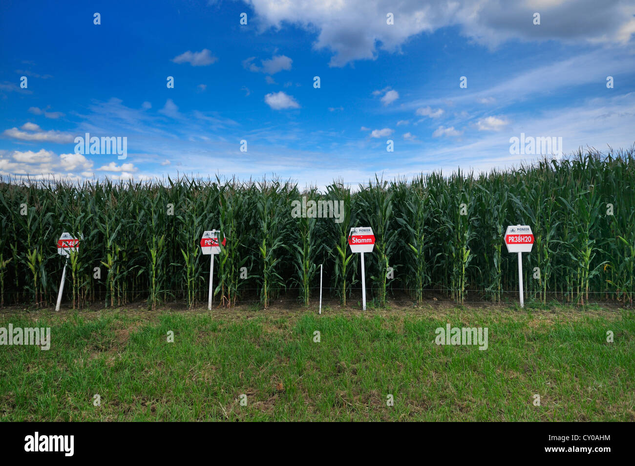 Corn field, test field with experimental plant varieties from the Pioneer company for biogas plants, renewable resources Stock Photo