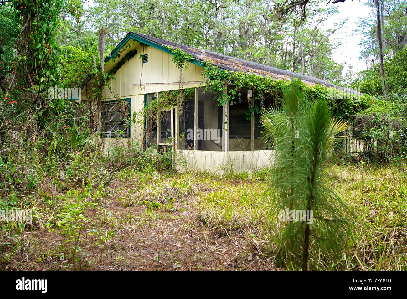 In the middle of an overgrown yard in south florida is an old abandoned yellow house. Stock Photo