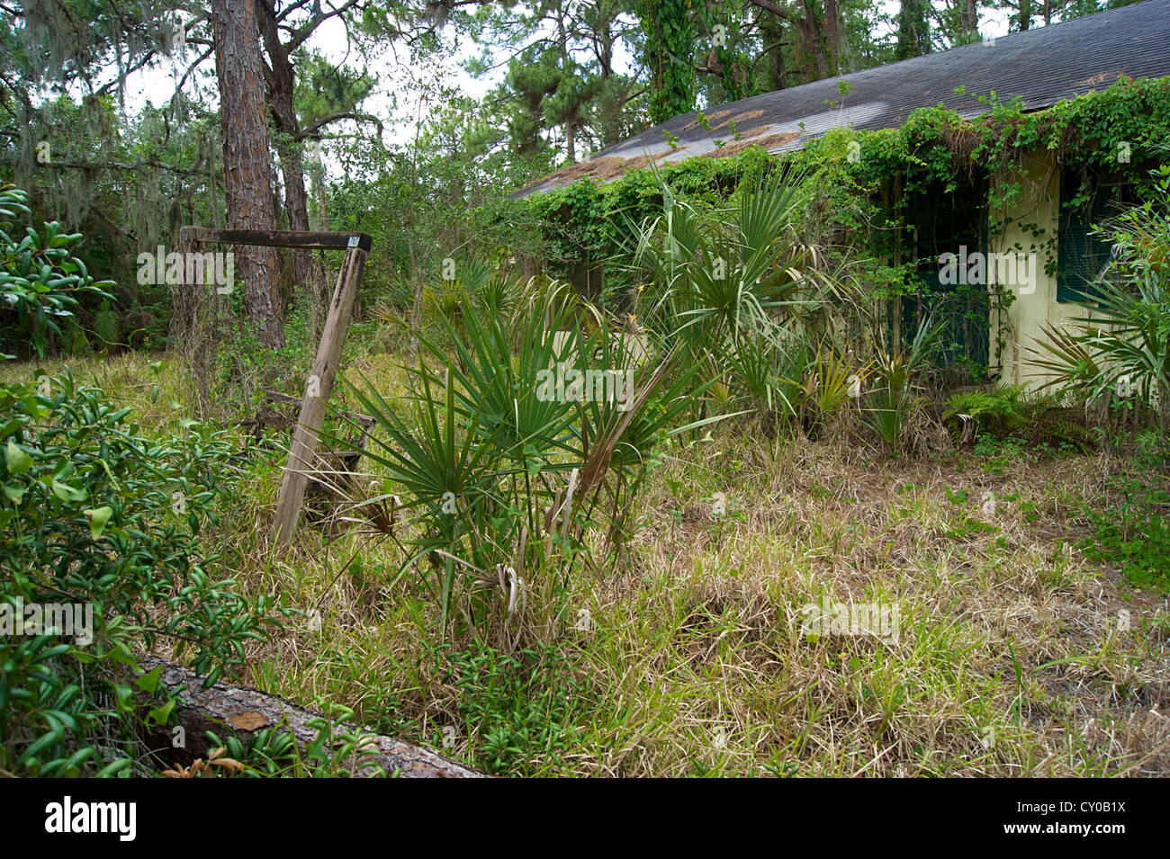 In the middle of an overgrown yard in south florida is an old abandoned overgrown yellow home. Stock Photo