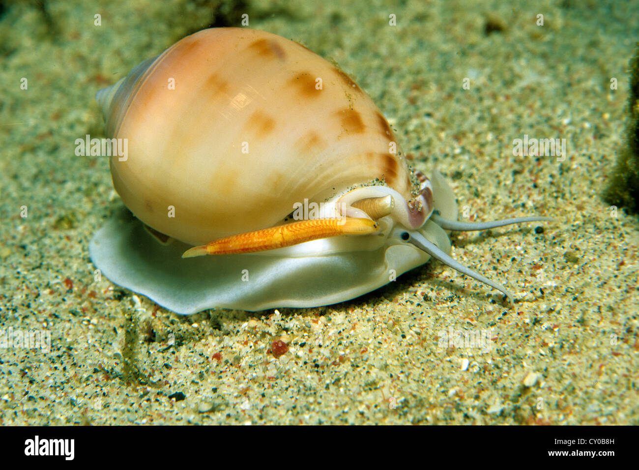 Spotted Bonnet Shell Sea Snail Semicassis Bisulcata Semicassis Stock Photo Alamy Spotted Bonnet Shell Sea Snail Semicassis Bisulcata Semicassis Stock Photo Alamy