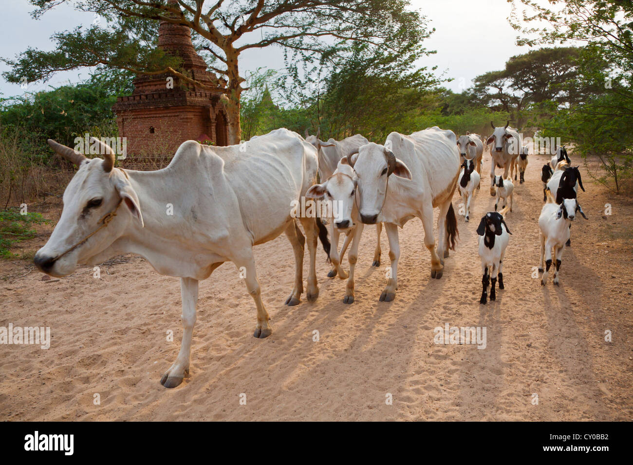 The plains of BAGAN are still used for agriculture and animal husbandry - MYANMAR Stock Photo