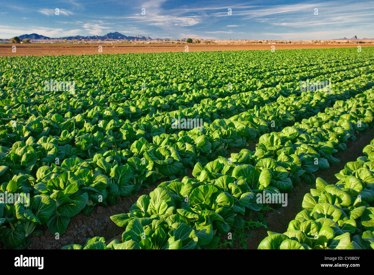 Winter Lettuce crops, Imperial Valley, California Stock Photo Alamy