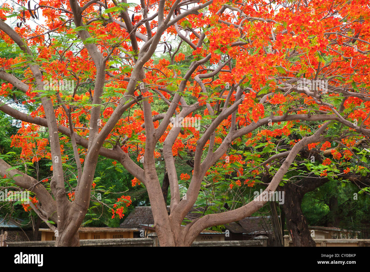 A FIRE TREE (Morella faya) in full bloom - BAGAN, MYANMAR Stock Photo