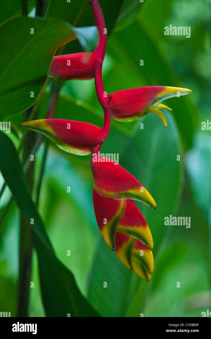 Asian rainforest flowers hi-res stock photography and images - Alamy, image size:866x1390