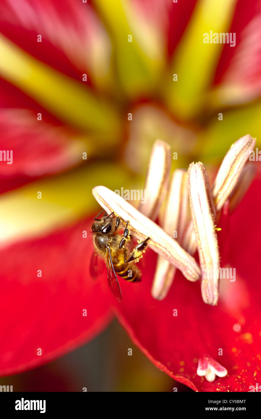 Macro shot on bee harvesting nectars on red flower Stock Photo