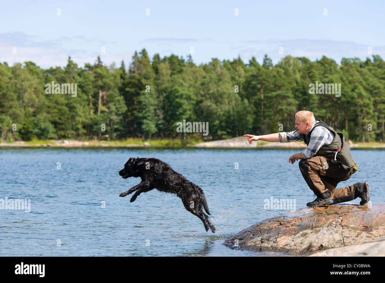 The Labrador retriever is commanded to fetch Stock Photo