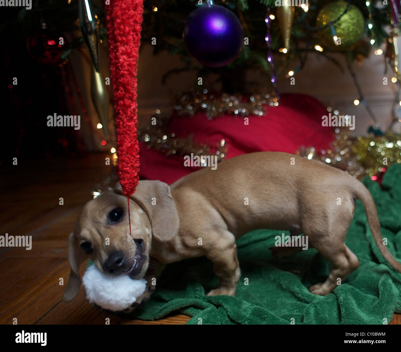 Cute Dachshund puppy chews on Santa hat with Christmas tree background ...