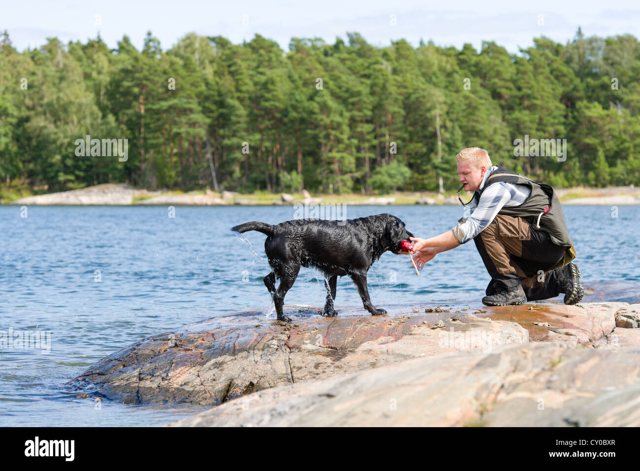 The Labrador retriever fetch a dummy for its owner Stock Photo