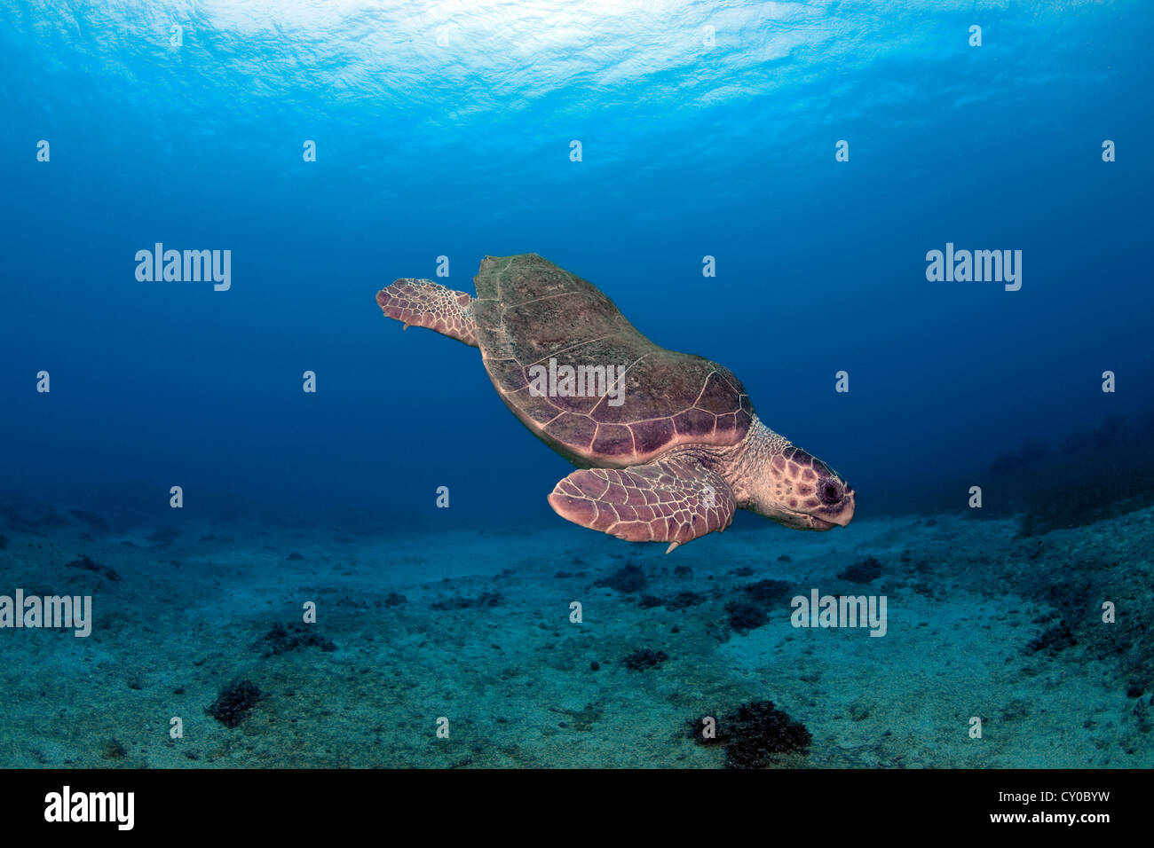 Loggerhead Turtle (Caretta caretta), Kas, Lycia, Turkey, Mediterranean Stock Photo