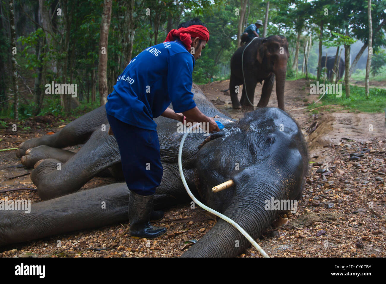MAHOUTS wash their elephants each day before the guest arrive near KHAO SOK NATIONAL PARK - SURAI THANI PROVENCE, THAILAND Stock Photo