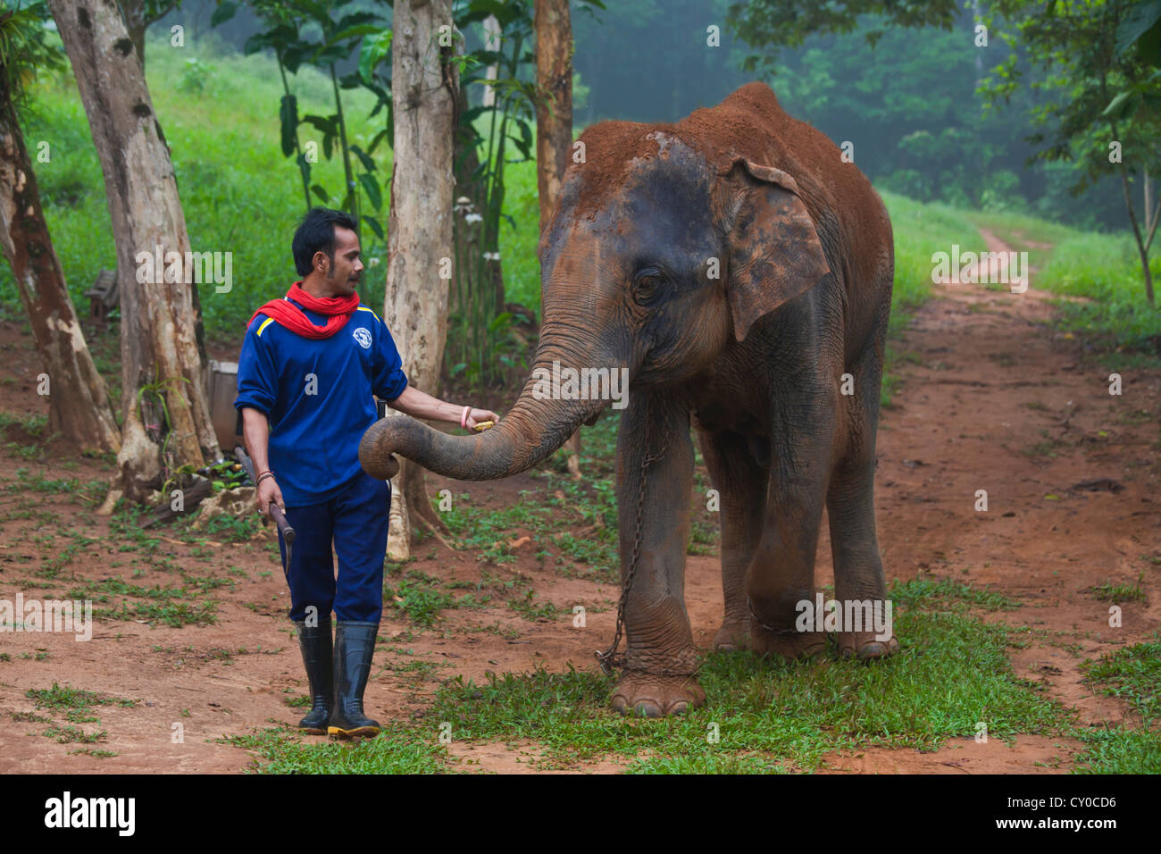 A trainer with his elephant at a camp near KHAO SOK NATIONAL PARK - SURAI THANI PROVENCE, THAILAND Stock Photo