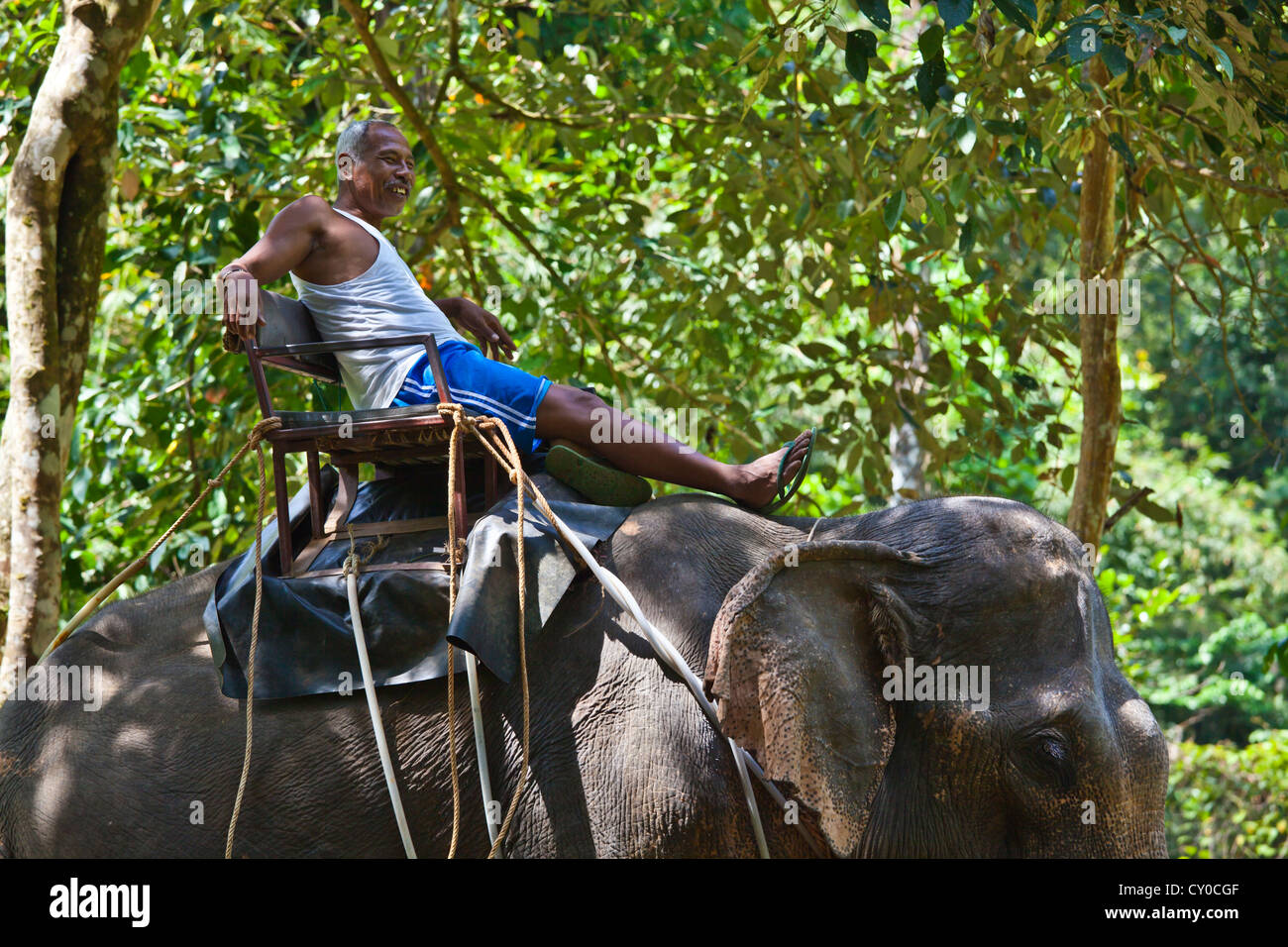 Thailand elephant ride hi-res stock photography and images - Alamy