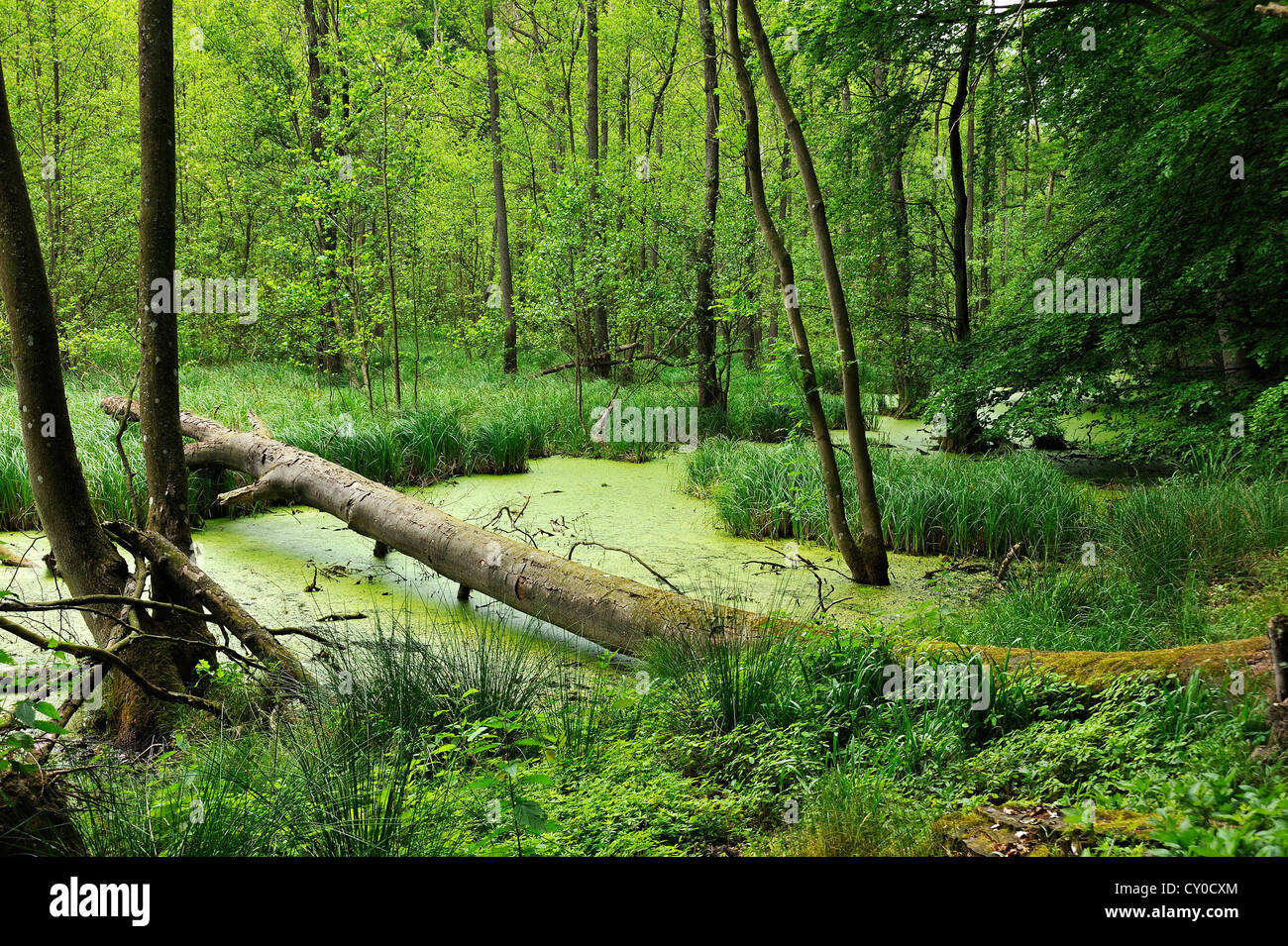 Uprooted beach tree (Fagus) in a wetlands area in a forest, Othenstorf, Mecklenburg-Western Pomerania Stock Photo