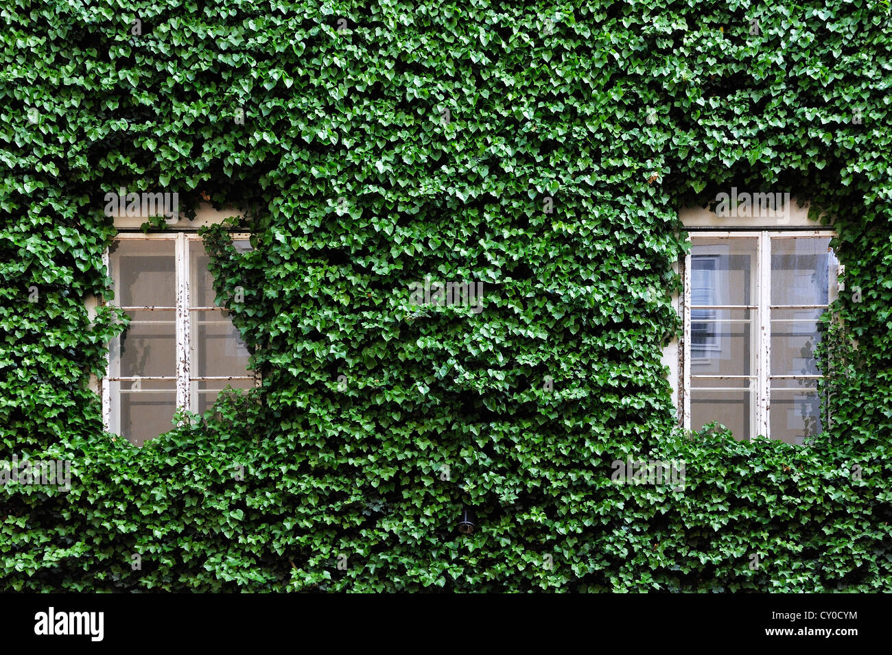 "Green" facade in the yard of the Museum of Modern Arts, Rupertinum, covered with ivy (Hedera helix), Salzburg Stock Photo
