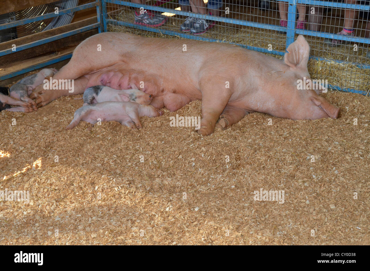 Mother with piglets hi res stock photography and images Alamy Mother with piglets hi res stock photography and images Alamy