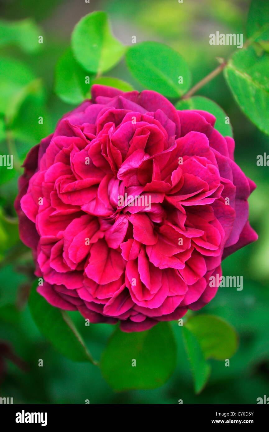 Purple-violet Damask Rose or Damascus Rose (Rosa damascena), Pegnitz, Middle Franconia, Bavaria Stock Photo