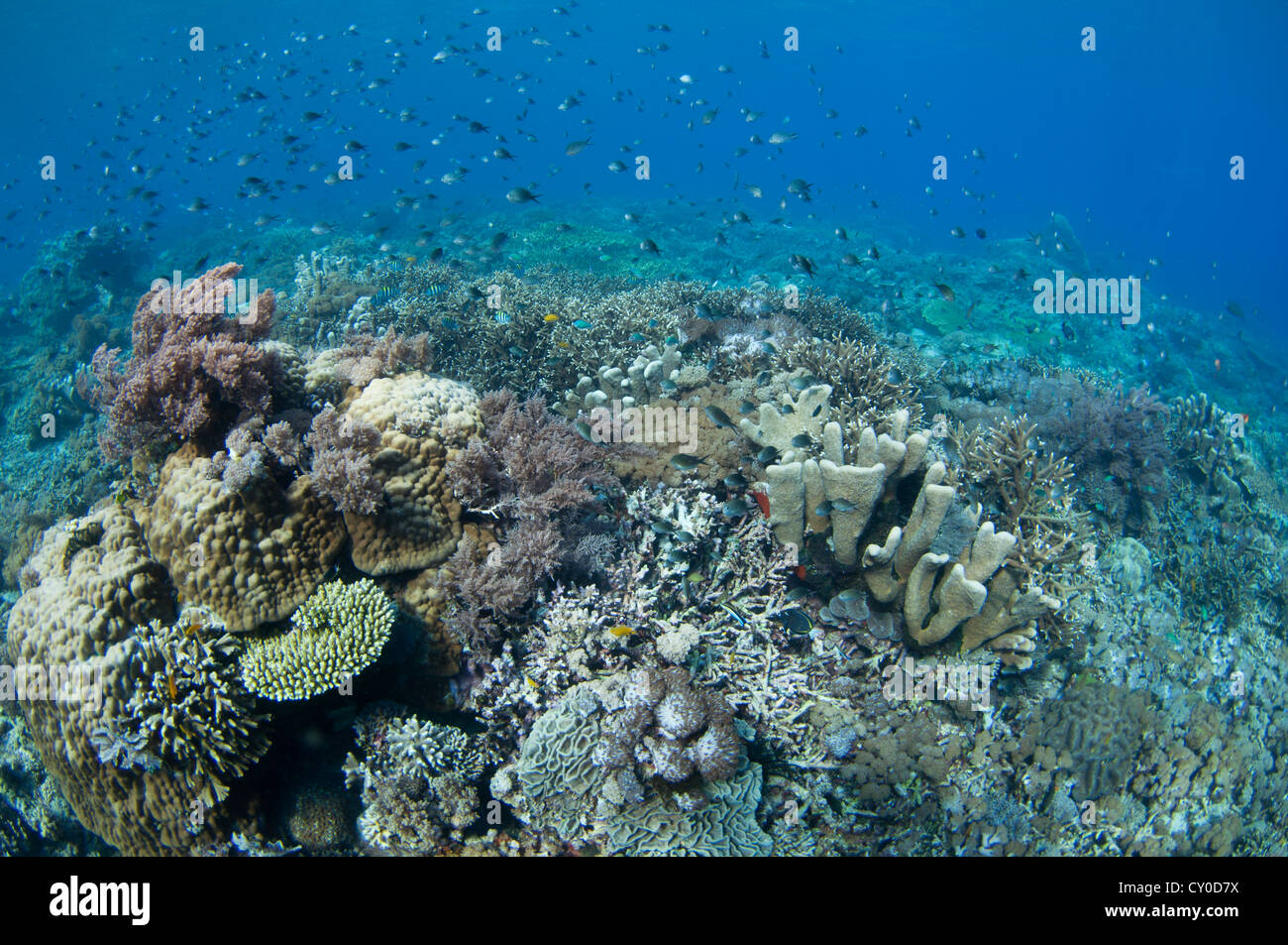 Hard coral garden featuring hard coral including finger and plate corals such as Porites sp., and Acropora Stock Photo