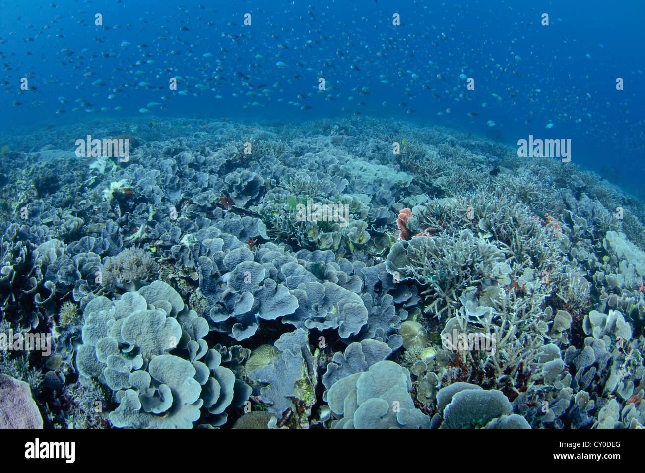 Hard coral garden featuring hard coral including finger and plate corals such as Porites sp., and Acropora Stock Photo