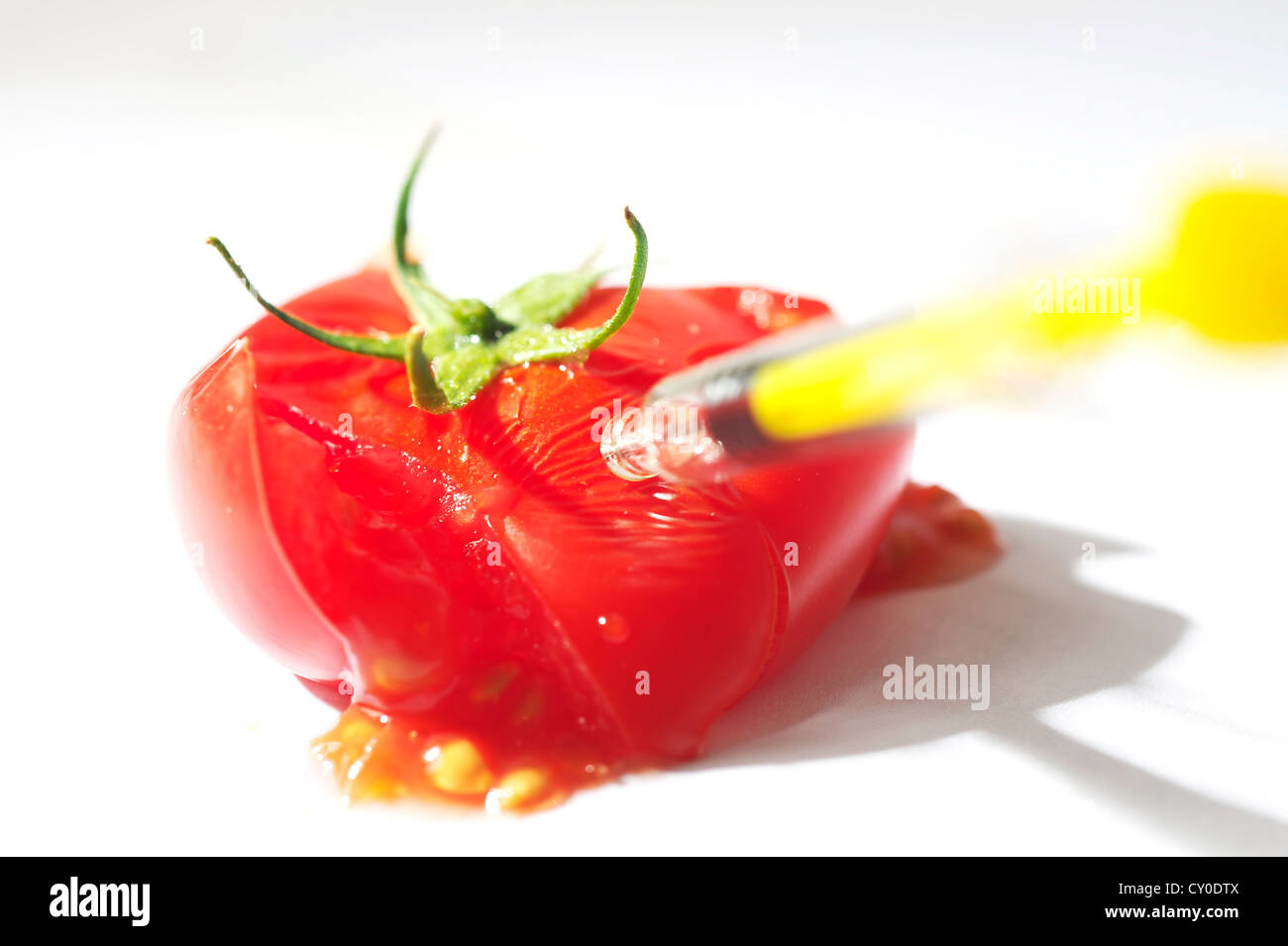 squashed tomato being injected by a needle. GM foods Stock Photo