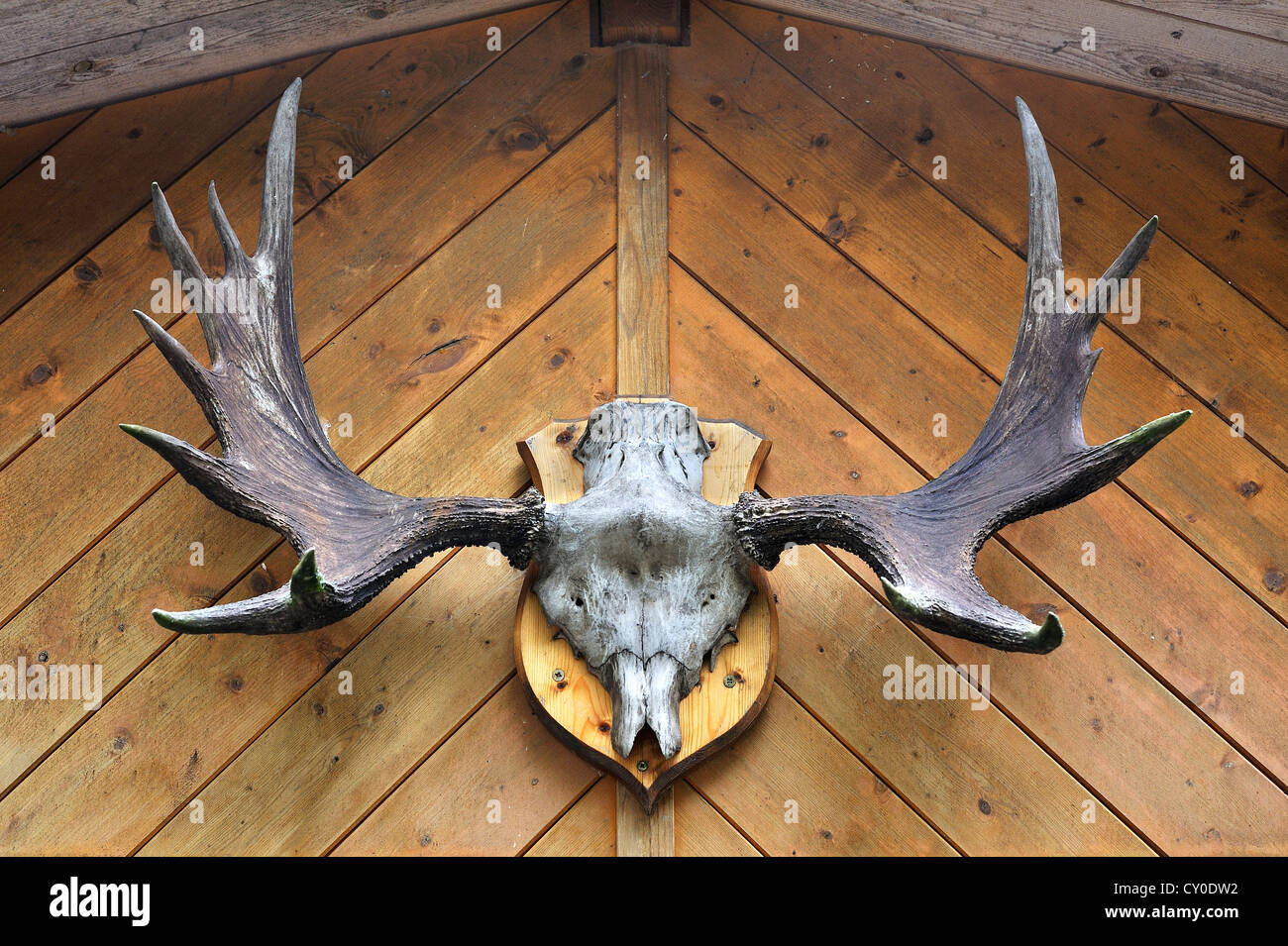 European moose trophies hires stock photography and images Alamy