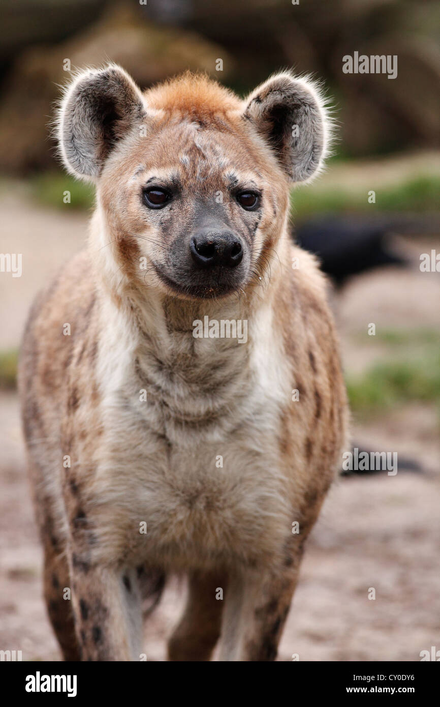 Hyäne hi-res stock photography and images - Alamy