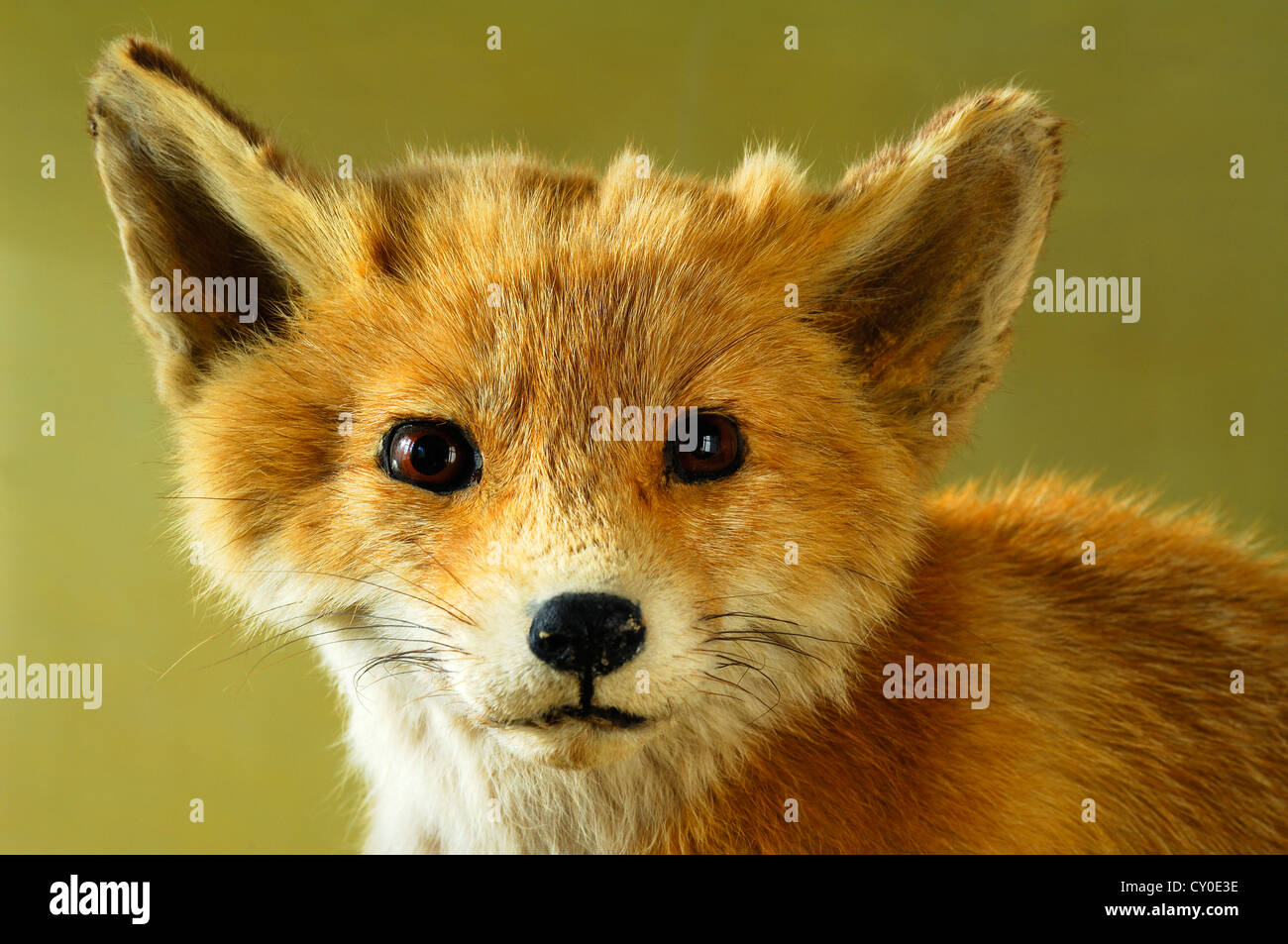 Taxidermied animal, head of a young Fox (Vulpes vulpes), 2012 Special Exhibition, Museum of Industry, Sichartstrasse 5-25 Stock Photo
