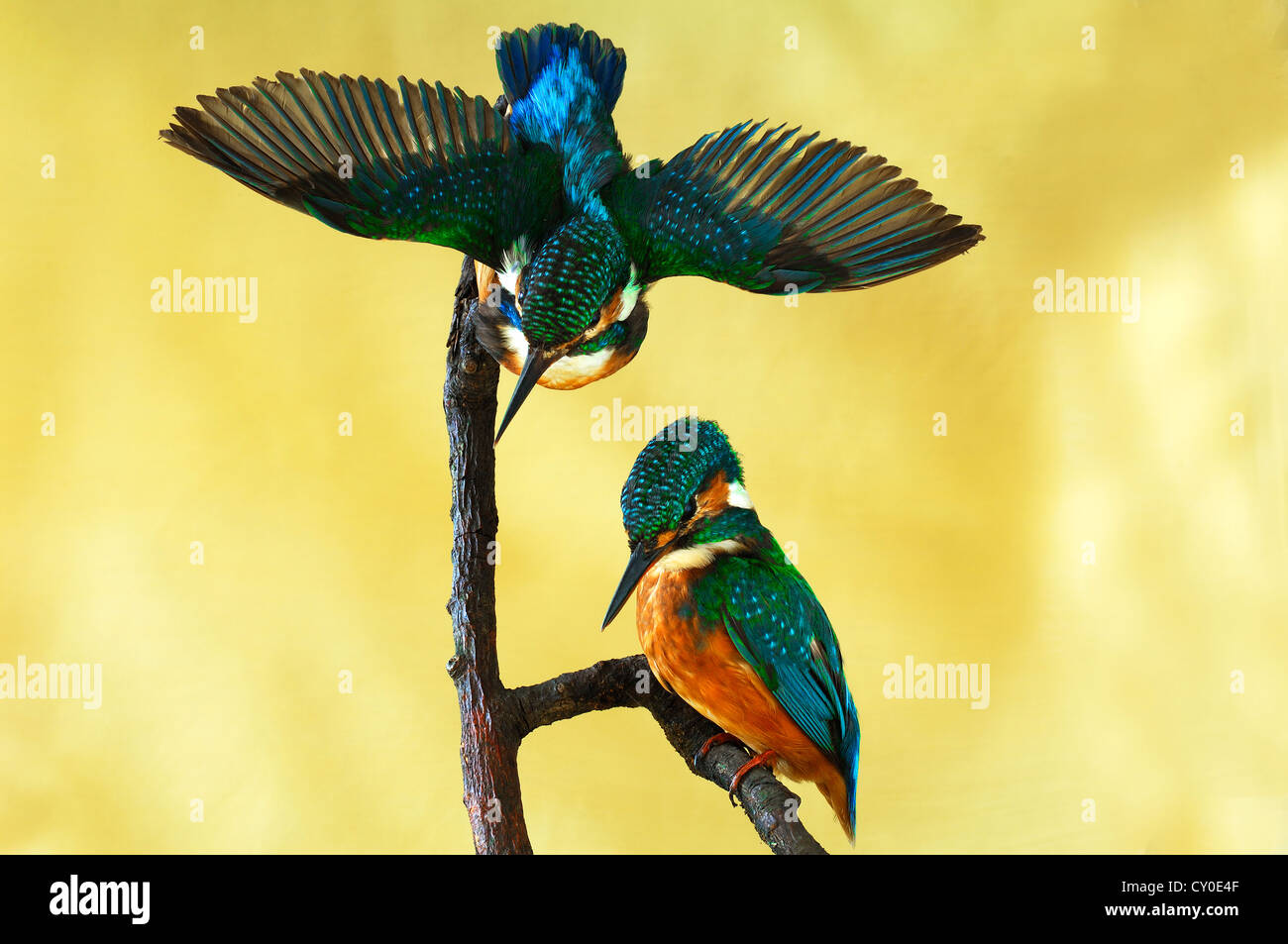 Taxidermied animals, two Kingfishers (Alcedo atthis), 2012 Special Exhibition, Museum of Industry, Sichartstrasse 5-25 Stock Photo