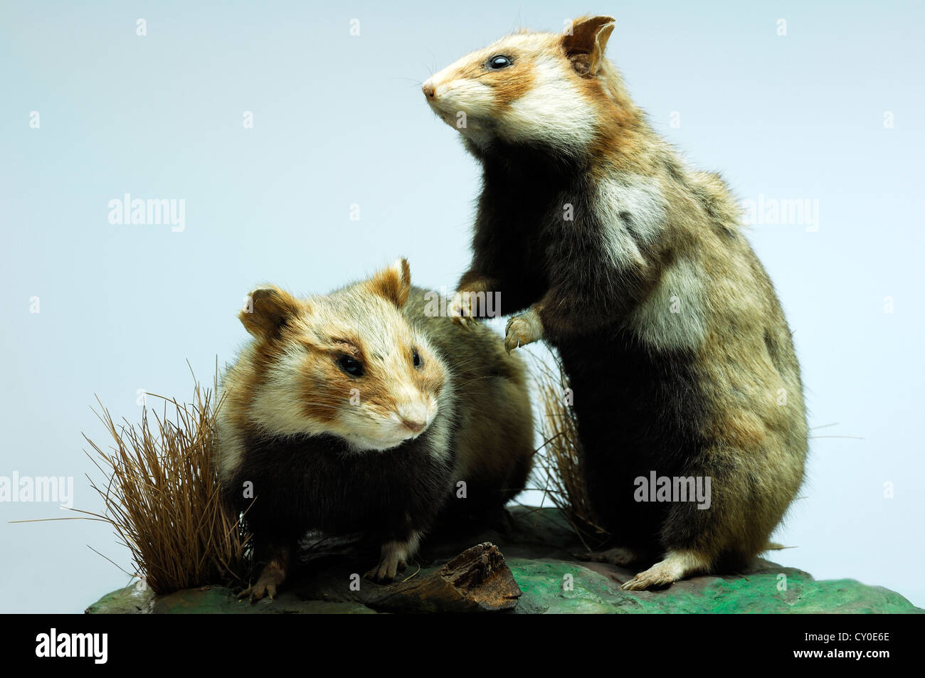 Stuffed animals, European hamsters (Cricetus cricetus), 2012 special exhibition at the industrial museum Stock Photo
