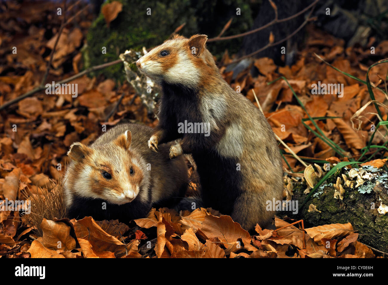 Stuffed animals, European hamsters (Cricetus cricetus), artificial beech forest, scene placed by photographer, 2012 special Stock Photo
