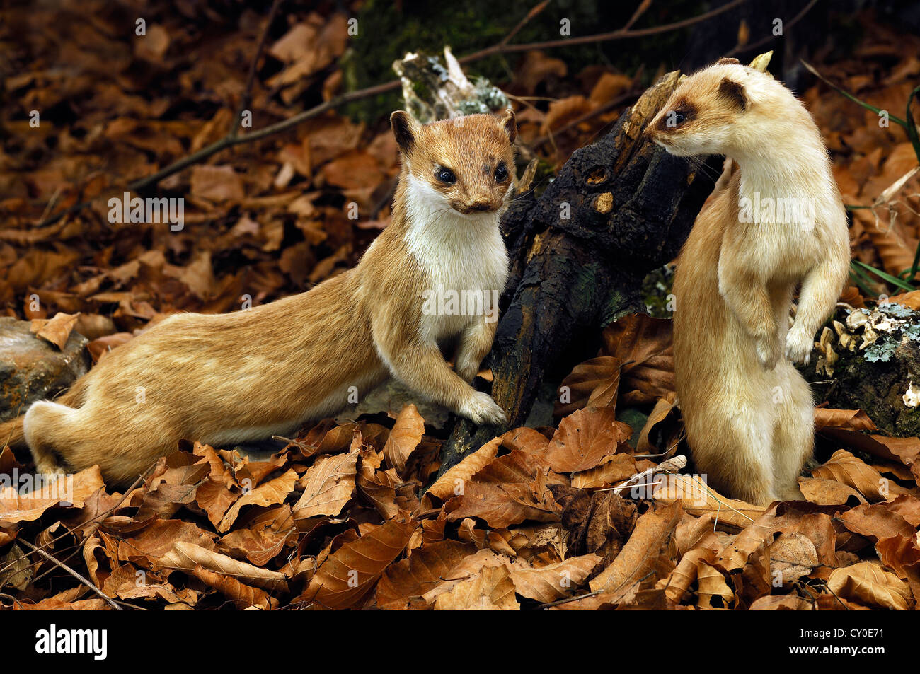 Forest stuffed animals hi-res stock photography and images - Alamy Forest stuffed animals hi-res stock photography and images - Alamy