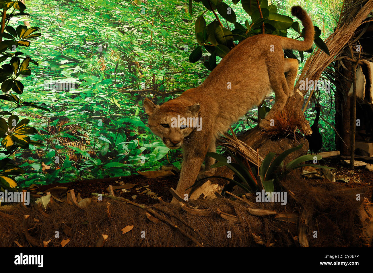 Reconstructed scene of a South American jungle with stuffed animals, Puma ( Puma concolor), special exhibition at the Museum of Stock Photo - Alamy