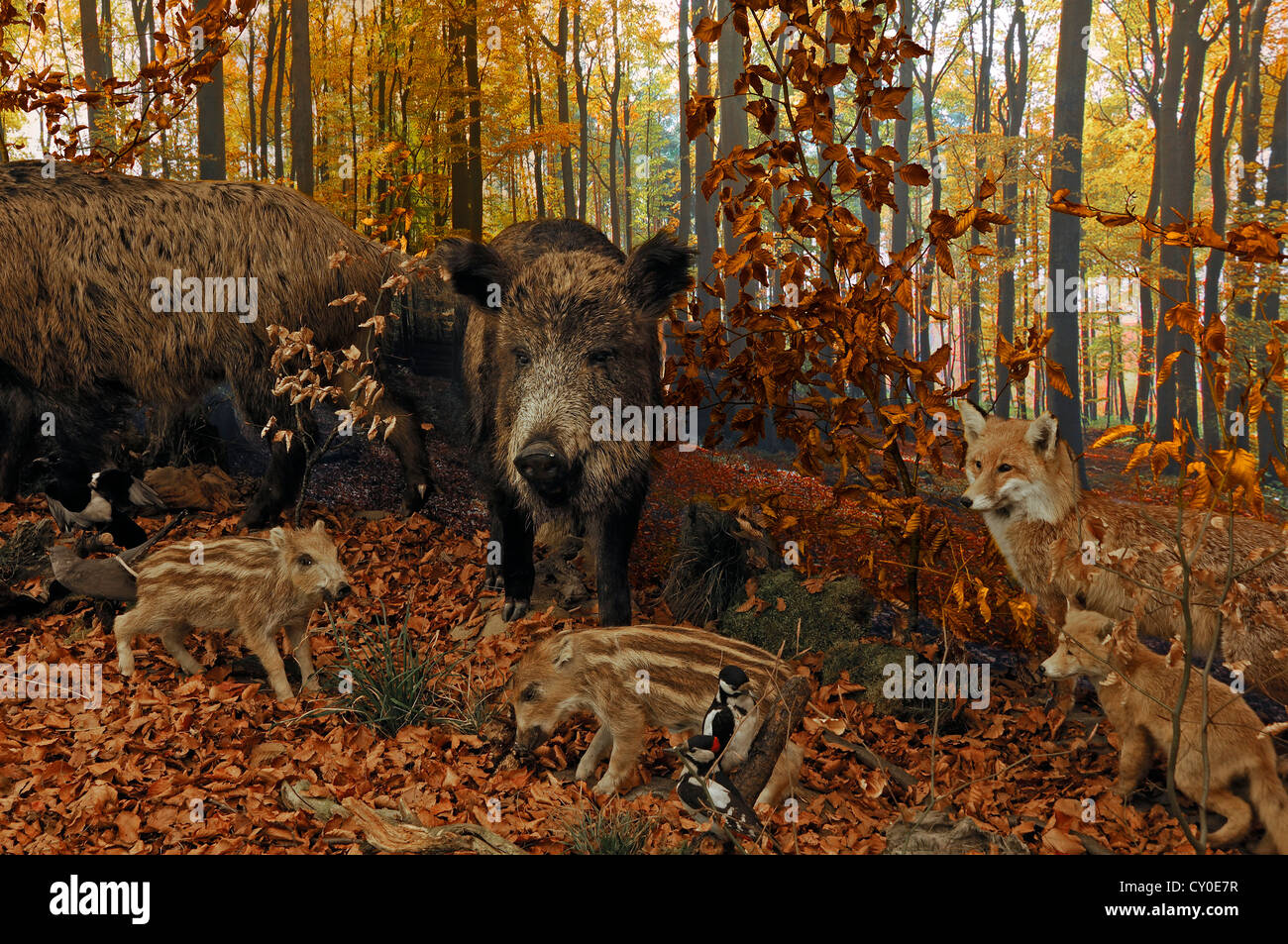 Reconstructed scene of an autumnal beech forest with stuffed animals, Wild  Boar (Sus scrofa) with piglets, Fox (Vulpes vulpes Stock Photo - Alamy